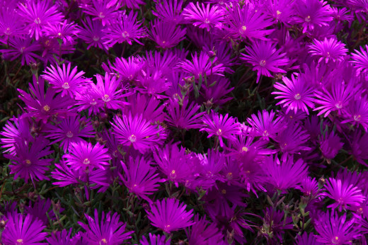 770785 (a): :2050x1362